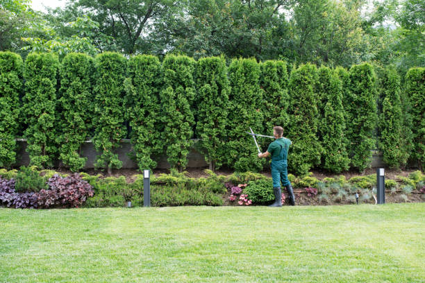 Best Fruit Tree Pruning  in West Hollywood, CA