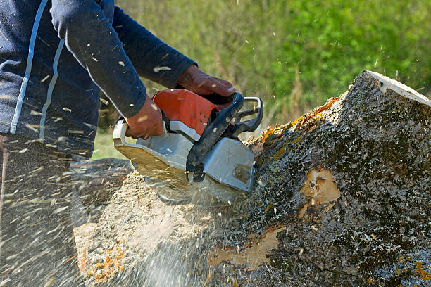 Professional Tree Removal in West Hollywood, CA