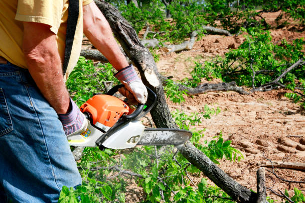 Best Lawn Drainage Solutions  in West Hollywood, CA